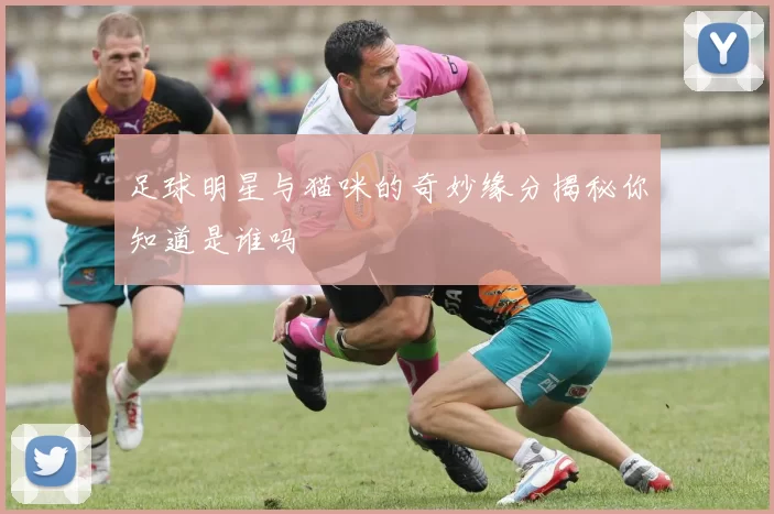 足球明星与猫咪的奇妙缘分揭秘你知道是谁吗